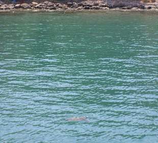 Turtle beim Luftschnappen