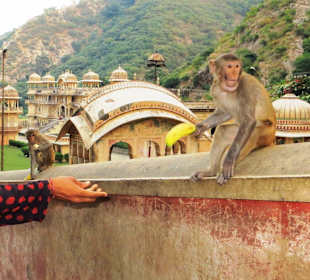 Affen werden gefüttert