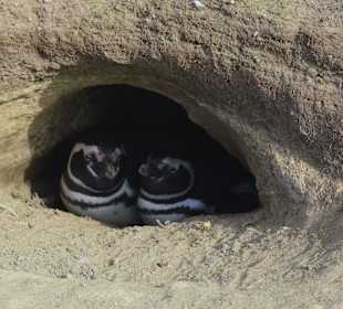 Park Narodowy Isla Magdalena