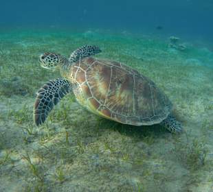 Schildkröte 