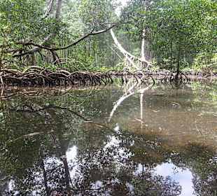 Mangroven im Nationalpark