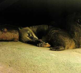 Coatimundi