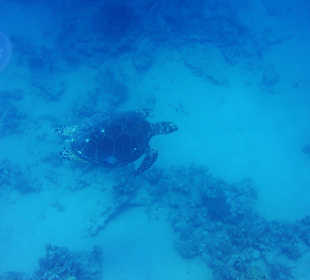 Eine Schildkröte bei der Durchreise - Grand Makadi