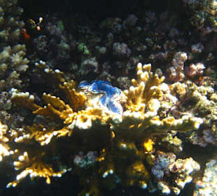 Riesenmuschel Tridacna squamosa
