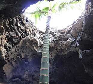 Fundacion Cesar Manrique