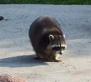 WildparkImpression September 2013