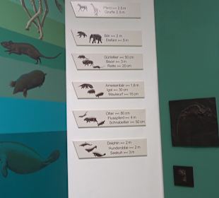 Staatliches Naturkunde Museum