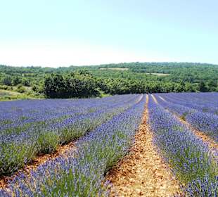 Lavendelfelder Sarraud