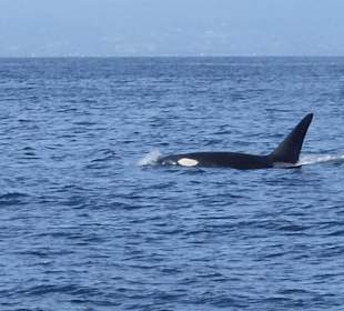 Whalewatchingtour 