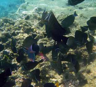 Hausriff Hotel Beach Albatros Sharm