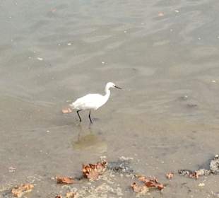 Junge Störche vorm Restaurant