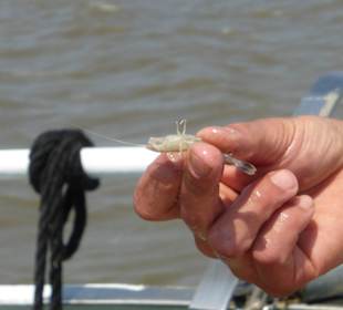 Eiderfahrt Krabbe (Nordseegarnele)