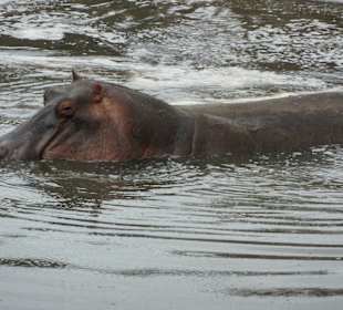 Picknick am Wasserloch - riecht toll!