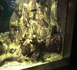 Aquarium