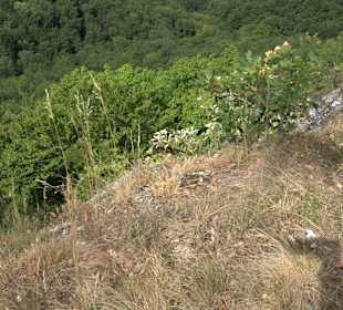 Wandertour Stahleck Greifenstein