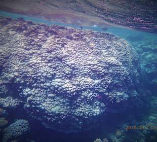 Schnorcheln Sahl Hasheesh