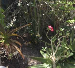 Botanischer Garten der Universität Zürich