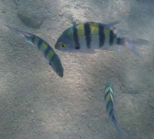 Zum Schnorcheln sehr geeignet