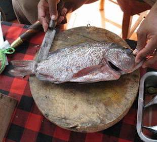 Der Red Snapper wird filetiert