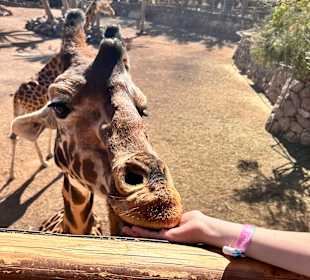 Jeep Safari Lobos Nationalpark