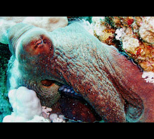 Octupus Hotelriff