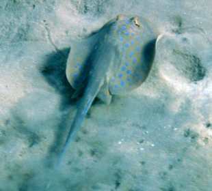 Hausriff Fort Arabesque