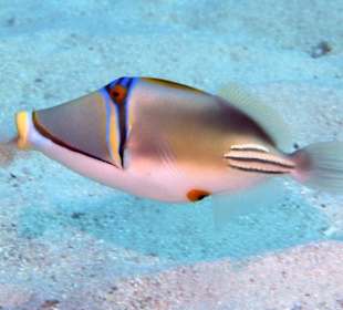 Einer der vielen bunten Fischchen