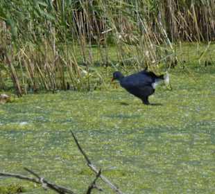 Im Parc natural de s’Albufera de Mallorca