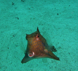 Pyramidenkofferfisch