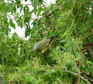 Farbenfrohe Vogelwelt