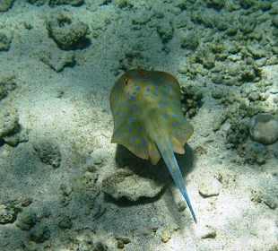 Schnorcheln am Hotel