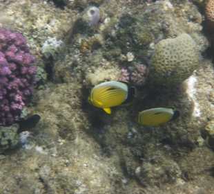 Viele bunte Korallenfische überall