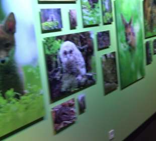 Naturparkzentrum Ruhestein