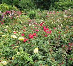 Rosen ohne Ende