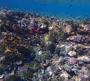 Schnorcheln Marsa Alam