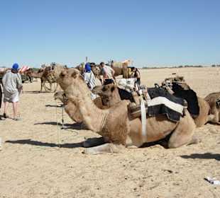 Douz, Kamelreiten