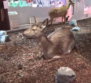 Nationalparkzentrum Haus der Berge