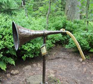 Лесной маршрут: найди тетерева