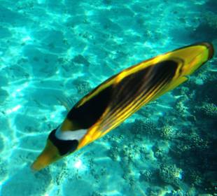 Hausriff - iPhone 5 im DiCAPac Plastik Case