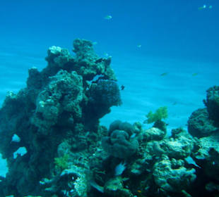 Hotel Lahami Bay Hausriff