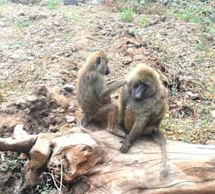 Geführte Touren Paradies Safari