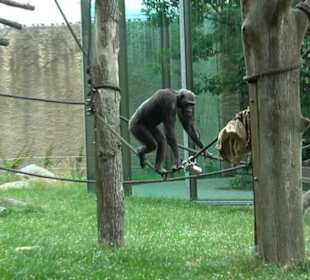 Tierpark Hellabrunn - Welt der Affen