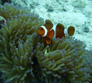 Clownfisch