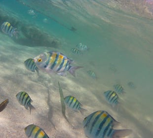 Schnorcheln Marsa Alam