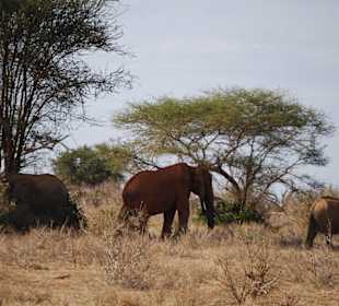 Eine Elefantengruppe unterwegs
