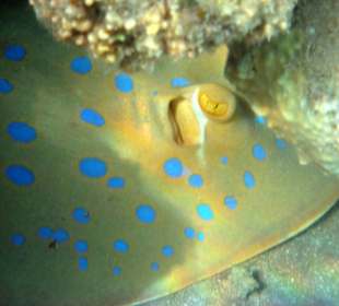 Blaupunktrochen am Strand