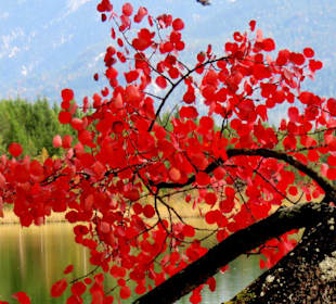 Farbenpracht am Barmsee