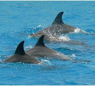 Morgenland Reisen Makadi Bay Delfin Tour 