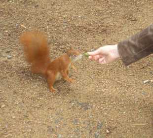 Eichhörnchen im Pilnitzer Schlosspark