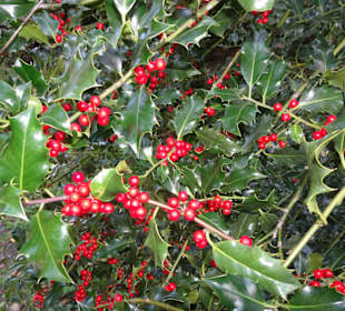 Eindrücke aus dem Neuenburger Urwald